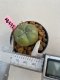 Lophophora williamsii 3-4 cm 7 years old ownroot grow from seed