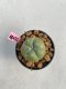 Lophophora williamsii 3-4 cm 7 years old ownroot grow from seed