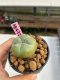 Lophophora williamsii 3-4 cm 7 years old ownroot grow from seed