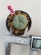 Lophophora williamsii 3-4 cm 7 years old ownroot grow from seed