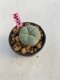 Lophophora williamsii 3-4 cm 7 years old ownroot grow from seed