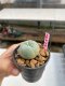 Lophophora williamsii 3-4 cm 7 years old ownroot grow from seed