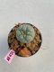 Lophophora williamsii 3-4 cm 7 years old ownroot grow from seed
