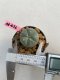 Lophophora williamsii 3-4 cm 7 years old ownroot grow from seed