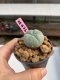 Lophophora williamsii 3-4 cm 7 years old ownroot grow from seed
