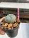 Lophophora williamsii 3-4 cm 7 years old ownroot grow from seed