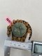 Lophophora williamsii 3-4 cm 7 years old ownroot grow from seed