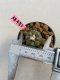 Lophophora williamsii 3-4 cm 7 years old ownroot grow from seed