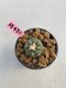 Lophophora williamsii 3-4 cm 7 years old ownroot grow from seed