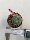 Lophophora williamsii 3-4 cm 7 years old ownroot grow from seed