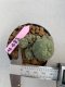 Lophophora williamsii 3-4 cm 7 years old ownroot grow from seed