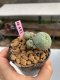 Lophophora williamsii 3-4 cm 7 years old ownroot grow from seed