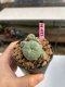 Lophophora williamsii 3-4 cm 7 years old ownroot grow from seed