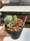 Lophophora williamsii 3-4 cm 7 years old ownroot grow from seed