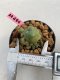 Lophophora williamsii 3-4 cm 7 years old ownroot grow from seed