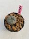 Lophophora williamsii  3-4 cm 7 years old ownroot grow from seed