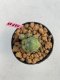 Lophophora williamsii 3-4 cm 7 years old ownroot grow from seed