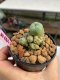 Lophophora williamsii 3-4 cm 7 years old ownroot grow from seed
