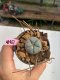Lophophora williamsii  3-4 cm 7 years old ownroot grow from seed