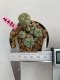 Lophophora williamsii 3-4 cm 7 years old ownroot grow from seed