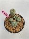 Lophophora williamsii 3-4 cm 7 years old ownroot grow from seed