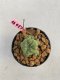 Lophophora williamsii 3-4 cm 7 years old ownroot grow from seed