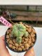 Lophophora williamsii 3-4 cm 7 years old ownroot grow from seed