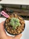 Lophophora williamsii 3-4 cm 7 years old ownroot grow from seed