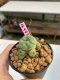 Lophophora williamsii 3-4 cm 7 years old ownroot grow from seed