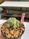 Lophophora williamsii 3-4 cm 7 years old ownroot grow from seed