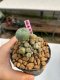 Lophophora williamsii 3-4 cm 7 years old ownroot grow from seed
