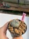 Lophophora williamsii  3-4 cm 7 years old ownroot grow from seed