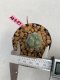 Lophophora williamsii 3-4 cm 7 years old ownroot grow from seed