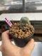 Lophophora williamsii 3-4 cm 7 years old ownroot grow from seed