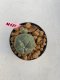 Lophophora williamsii 3-4 cm 7 years old ownroot grow from seed