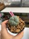 Lophophora williamsii 3-4 cm 7 years old ownroot grow from seed