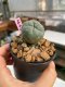 Lophophora williamsii 3-4 cm 7 years old ownroot grow from seed