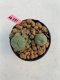 Lophophora williamsii 3-4 cm 7 years old ownroot grow from seed