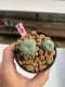 Lophophora williamsii 3-4 cm 7 years old ownroot grow from seed