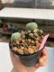 Lophophora williamsii 3-4 cm 7 years old ownroot grow from seed