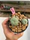 Lophophora williamsii 3-4 cm 7 years old ownroot grow from seed