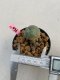 Lophophora williamsii 3-4 cm 7 years old ownroot grow from seed