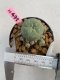 Lophophora williamsii 3-4 cm 7 years old ownroot grow from seed