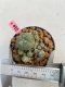 Lophophora williamsii 3-4 cm 7 years old ownroot grow from seed