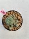 Lophophora williamsii 3-4 cm 7 years old ownroot grow from seed