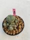 Lophophora williamsii 3-4 cm 7 years old ownroot grow from seed