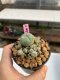 Lophophora williamsii 3-4 cm 7 years old ownroot grow from seed