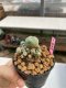 Lophophora williamsii 3-4 cm 7 years old ownroot grow from seed