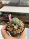 Lophophora williamsii 3-4 cm 7 years old ownroot grow from seed