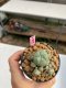 Lophophora williamsii 3-4 cm 7 years old ownroot grow from seed